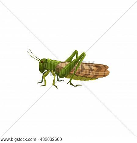 Locust Grasshopper Icon, Pest Control Insect, Vector Isolated. Pest Control Disinfection, Exterminat