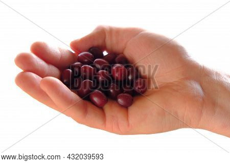Sweet Dogberry Cornel Berries.dogwood Berries In Hand On White Background.dogwood Harvest