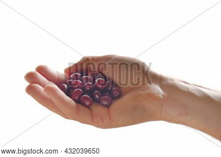 Dogberry. Cornel Berries.dogwood Berries In Hand On White Background.dogwood Harvest