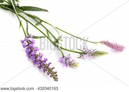 Purple Orchis In Front Of White Background