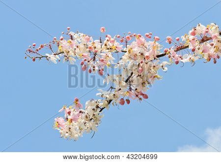 Doccia rosa fiore