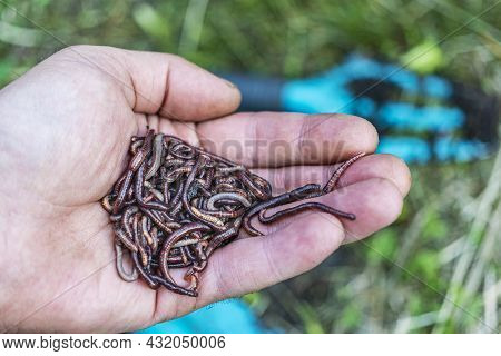 Breeding Red Worms Dendrobena. Fertile Soil. Natural Soil Improvement. Fishing Worms