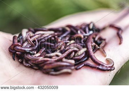 Breeding Red Worms Dendrobena. Fertile Soil. Natural Soil Improvement. Fishing Worms