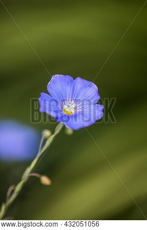 Bright Delicate Blue Flower Of Decorative Flax Flower And Its Shoot On Grassy Background. Agricultur