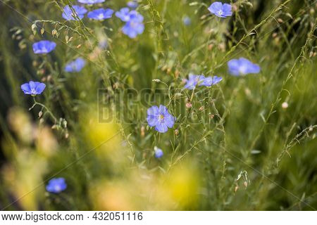 Bright Delicate Blue Flower Of Decorative Flax Flower And Its Shoot On Grassy Background. Agricultur