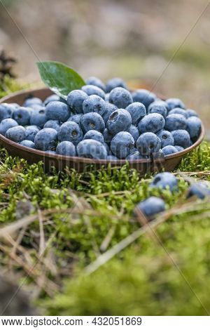 Freshly Picked Blueberries In Bowl On Forest Moss Background. Concept Of Healthy Eating. Bilberries.