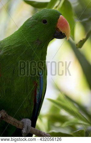 The Electus Parrot Is Perched In A Tree