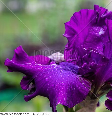 A Beautiful Flower Macro Of A Purple German Bearded Iris Flower