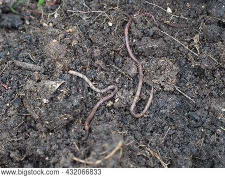 Earthworm Earthworms Crawling On The Ground Can Move Through Soil Underground Move Longer Distances 