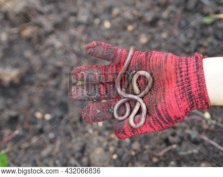 Earthworm Earthworms Crawling On The Ground Can Move Through Soil Underground Move Longer Distances 