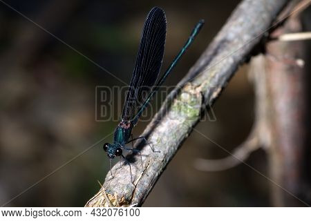 Calopteryx Haemorrhoidalis Rests On A Branch In Search Of Food