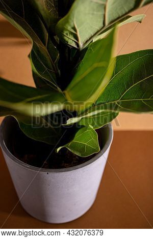 Green Leaves Of Fiddle Fig Or Ficus Lyrata. Fiddle-leaf Fig Tree The Popular Ornamental Tropical Hou