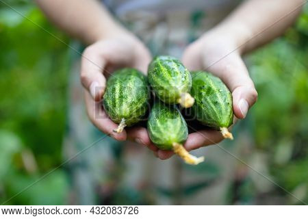 Farmer Hand Holding Fresh Harvested Cucumbers On Cucumber Plants Background In Greenhouse. Organic F