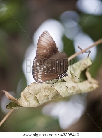 Corvo comune farfalla Euploea Cora