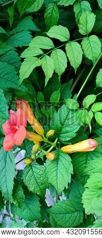 Vertical Close Up Orange Yellow Flower And Buds Campsis Grandiflora Among Bright Green Foliage, Leav