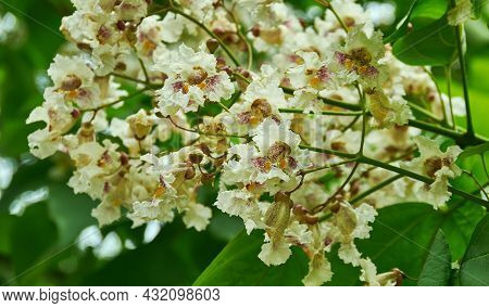 Catalpa Disambiguation -  Genus Of Flowering Plants In The Family Bignoniaceae Regions Of North Amer