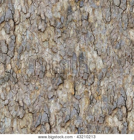Acero corteccia. Seamless Texture.
