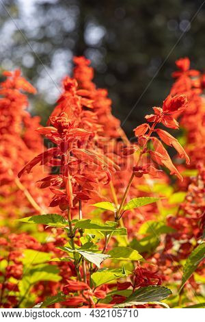 Bouquet Of Red Salvia Splendens Is In A Summer Garden