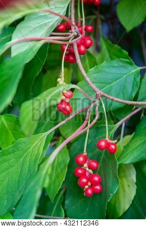 Chinese Magnolia Vine, Schisandra Chinensis. The Concept Of Natural Substances For Health Promotion.