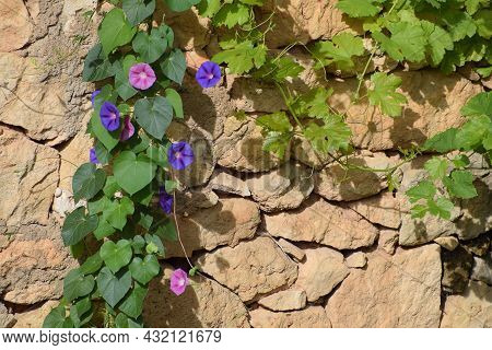 Flor Ipomea, Also Called, The Bell, The Ipomoea Purpurea Or Don Diego By Day.