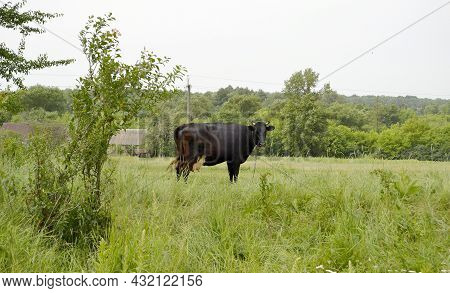 Beautiful Big Milk Cow Grazes On Green Meadow