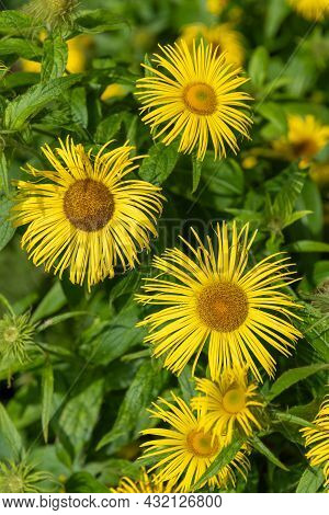 Close Up Of Inula Helenium Flowers In Bloom