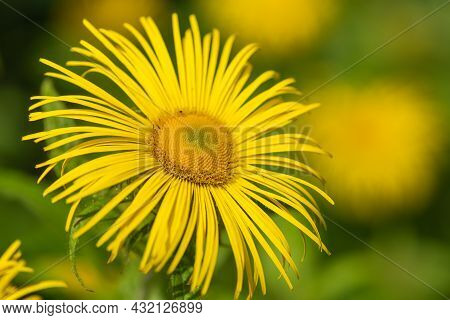Inula Helenium Flower