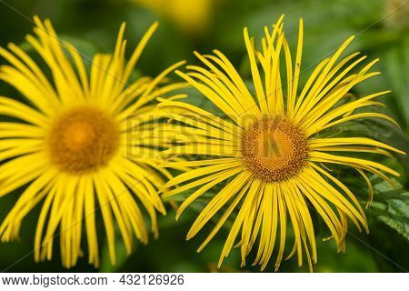 Close Up Of Inula Helenium Flowers In Bloom