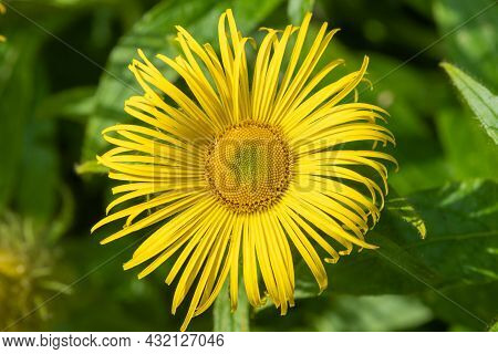 Inula Helenium Flower