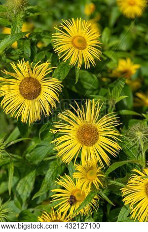 Close Up Of Inula Helenium Flowers In Bloom