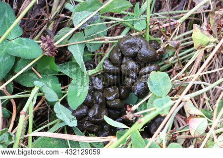 Fresh Deer Scat In The Dry Grass