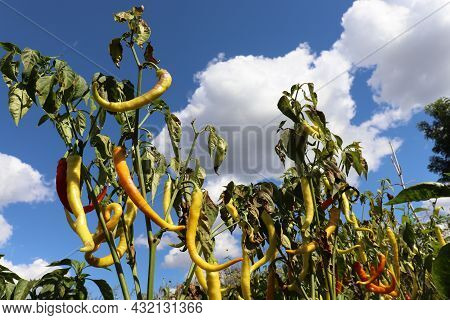Green, Yellow, And Red Long Thin Sigaretta De Bergamo Pepper Growing In The Garden Against Blue Sky 