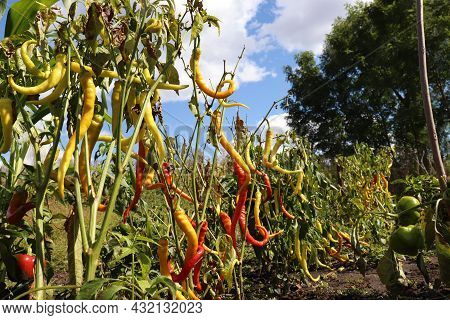 Green, Yellow, And Red Long Thin Sigaretta De Bergamo Pepper Growing In The Garden Against Blue Sky 