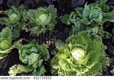 Сabbage Growing In The Garden. Сabbage Leaves Eaten By Aphids Or Snails Or Other Pests