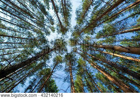 Dense Forest From The Trunks Of Pine Trees With Green Needles Bottom Up View On The Blue Sky, Eco Fr