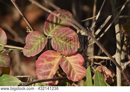 Poison Oak Leaf In Early September In Northern California For Plant Identification