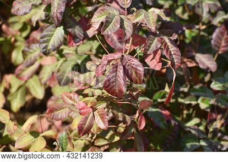 Dangerous Poison Oak In Early September In Northern California