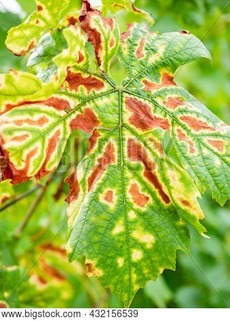 Symptoms Of Esca On Merlot Leaf. The Grapevine Trunk Diseases Have Become So Problematic For Grape G