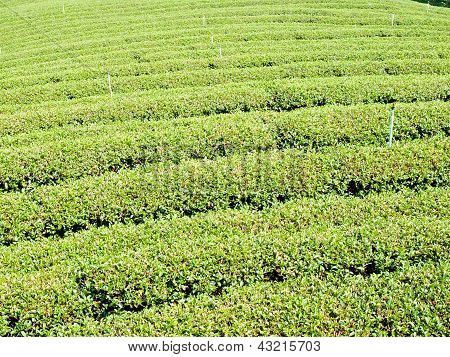 Tea Plantation On Mae Salong Hill, Chiang Rai, Thailand