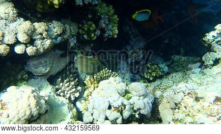 Spotted Wrasse (anampses Sp. Meleagrides Var.) Undersea, Red Sea, Egypt, Sharm El Sheikh, Nabq Bay