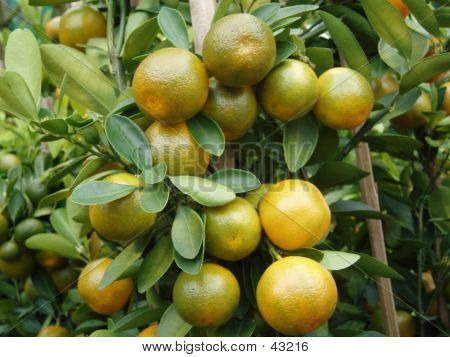 Calamansi