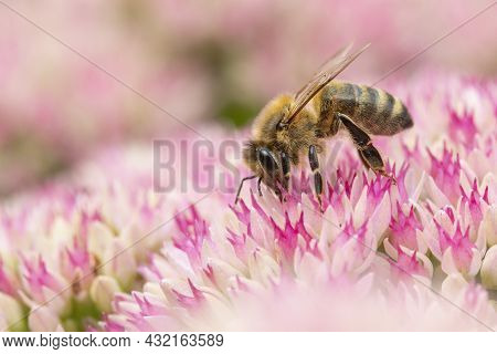 Honey Bee Collecting Pollen On Hylotelephium 'herbstfreude' (pink Sedum)