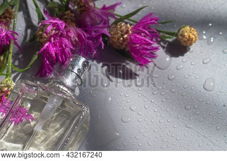 A Bottle Of Perfume Or Herbal Oil From Violet, Magenta, Crimson, Lilac, Burgundy, Scarlet Colors On 
