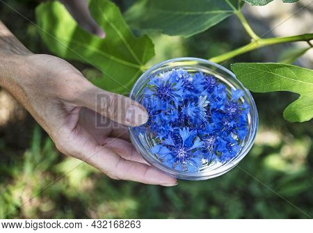 Petals Of Flowers In Water For Plant Tincture
