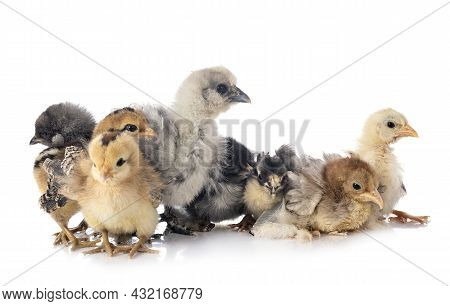 Young Chicks In Front Of White Background