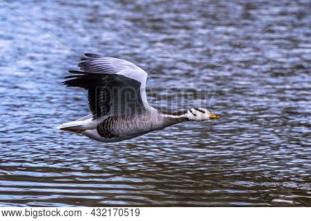 The Bar-headed Goose Flying Over A Lake At Munich. Anser Indicus Breeds In Central Asia In Colonies 