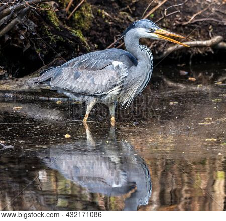 Grey Heron, Ardea Cinerea, A Massive Gray Bird Wading Through A Flat Lake Searching For Fish, With F