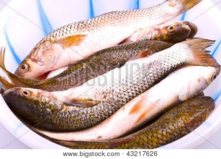 Pesce In una ciotola