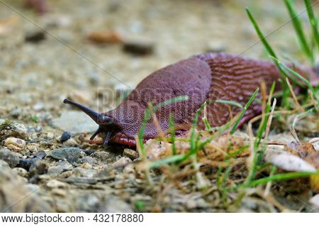 European Red Slug Aka Chocolate Arion (arion Rufus) Crawling Over A Gravel Path.