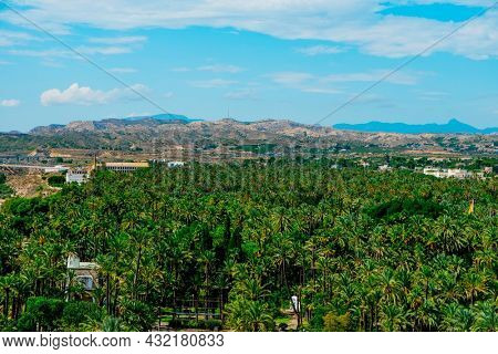 an aerial view over the famous Palmeral de Elche, also known as Palm Grove of Elche, a public park with many palm trees in Elche, in the Valencian Community, Spain